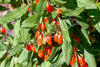 Goji Berry Seeds