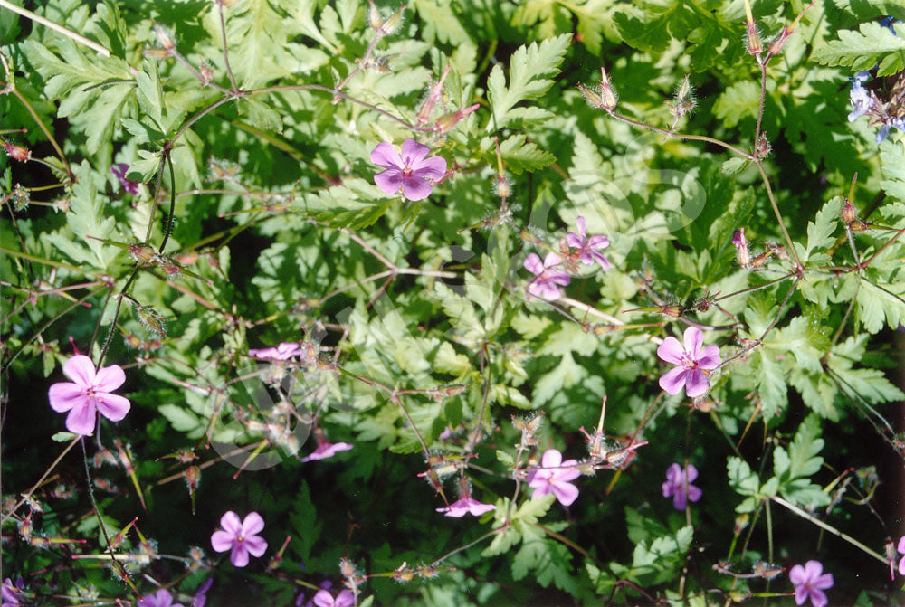 Herb Robert Seeds
