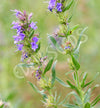 Hyssop Seeds