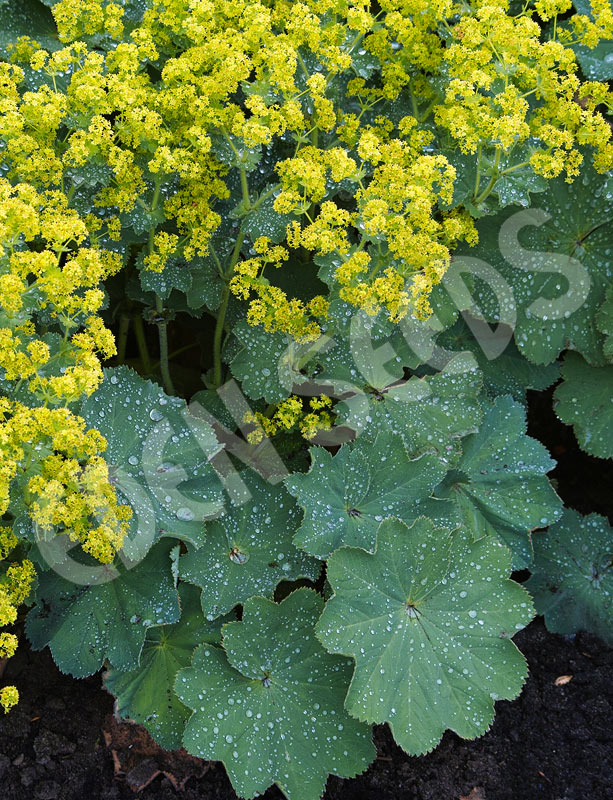 Lady's Mantle Seeds