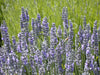 Lavender English / True Seeds