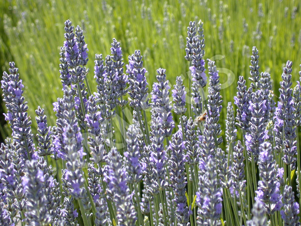 Lavender English / True Seeds