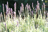 Lavender French Seeds