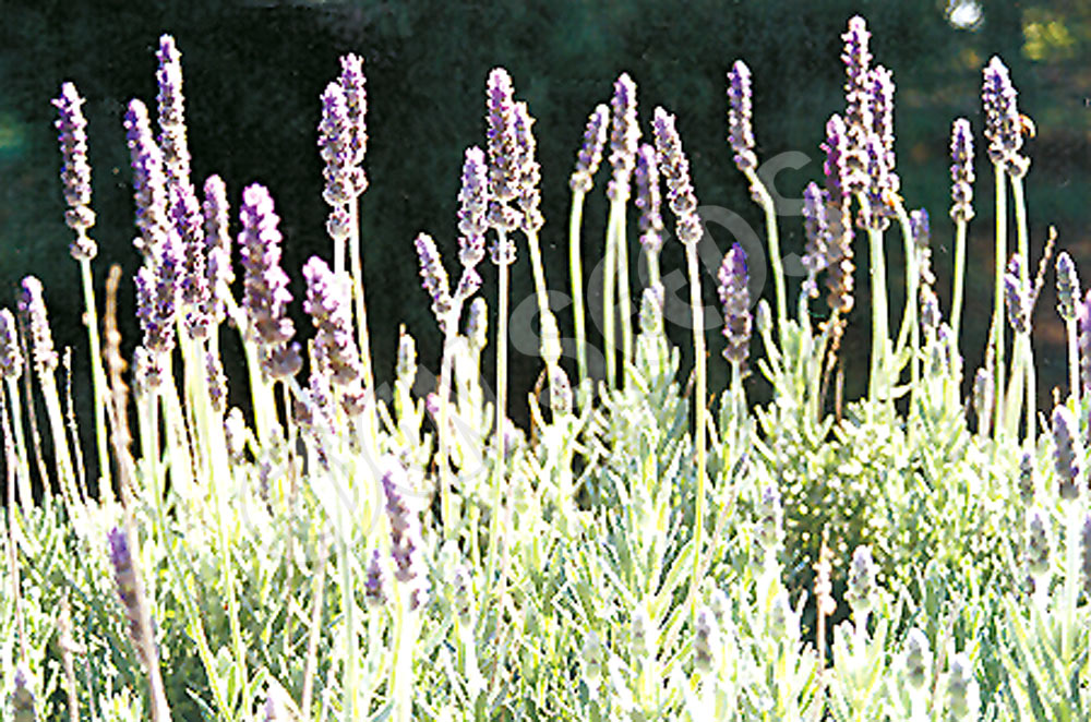 Lavender French Seeds