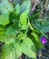 Lemon Balm Seeds