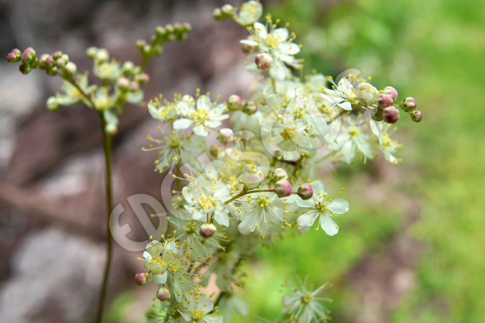 Meadowsweet Seeds