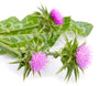Milk Thistle Seeds