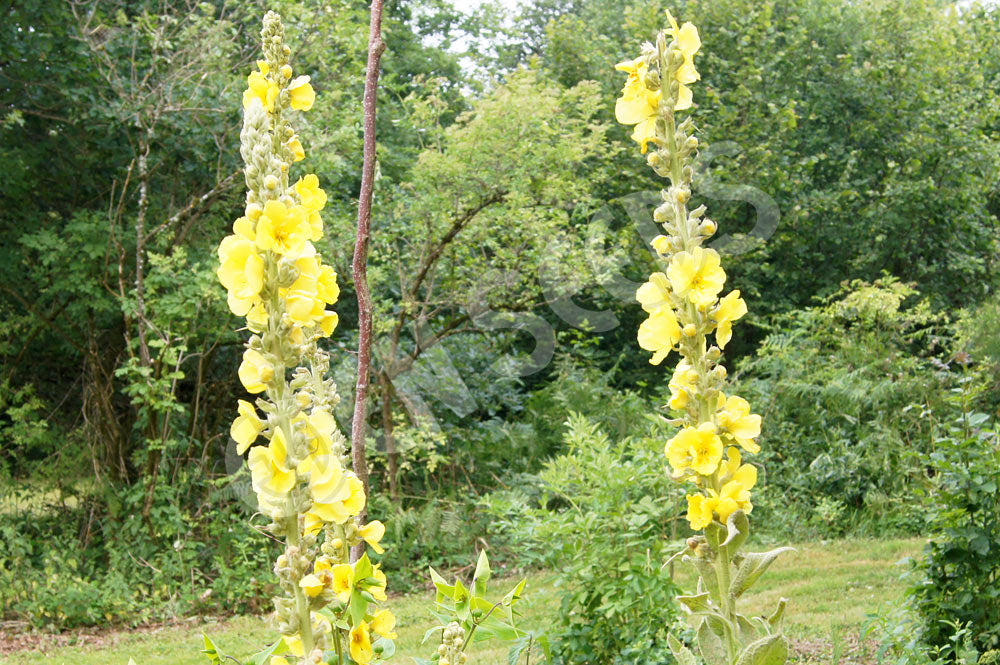 Mullein Seeds