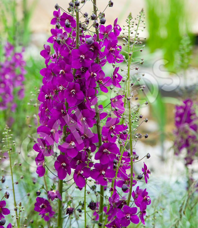 Mullein Purple Seeds