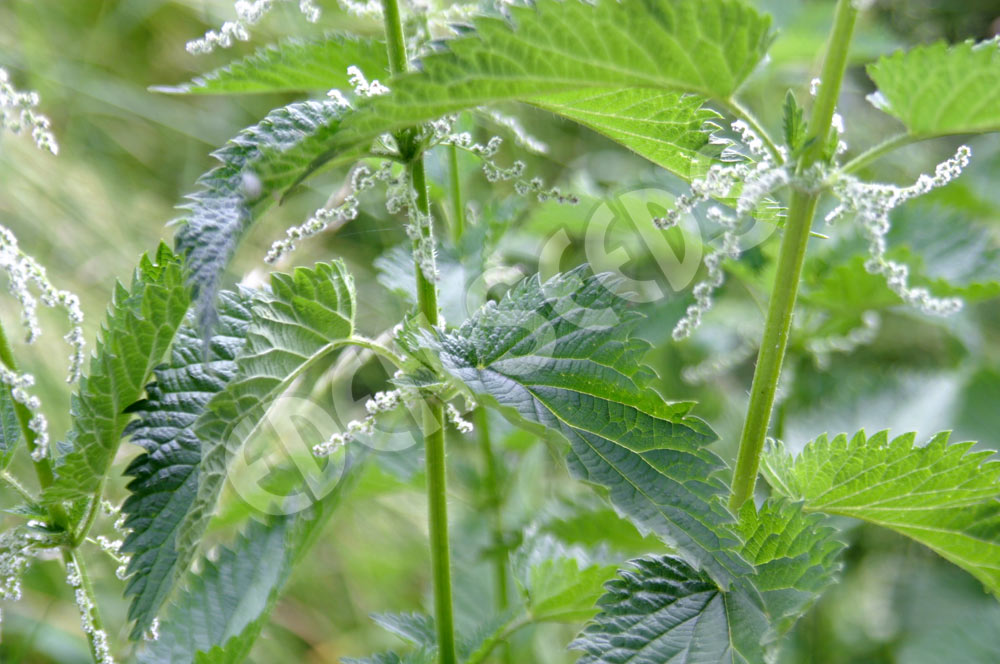 Nettle Seeds