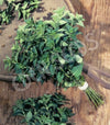 Oregano Wild Seeds