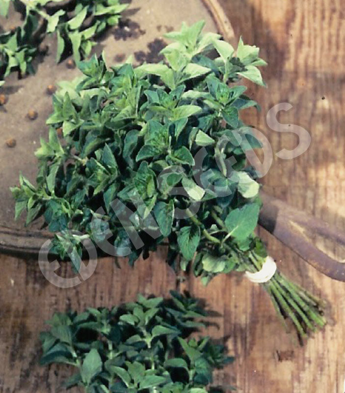 Oregano Wild Seeds