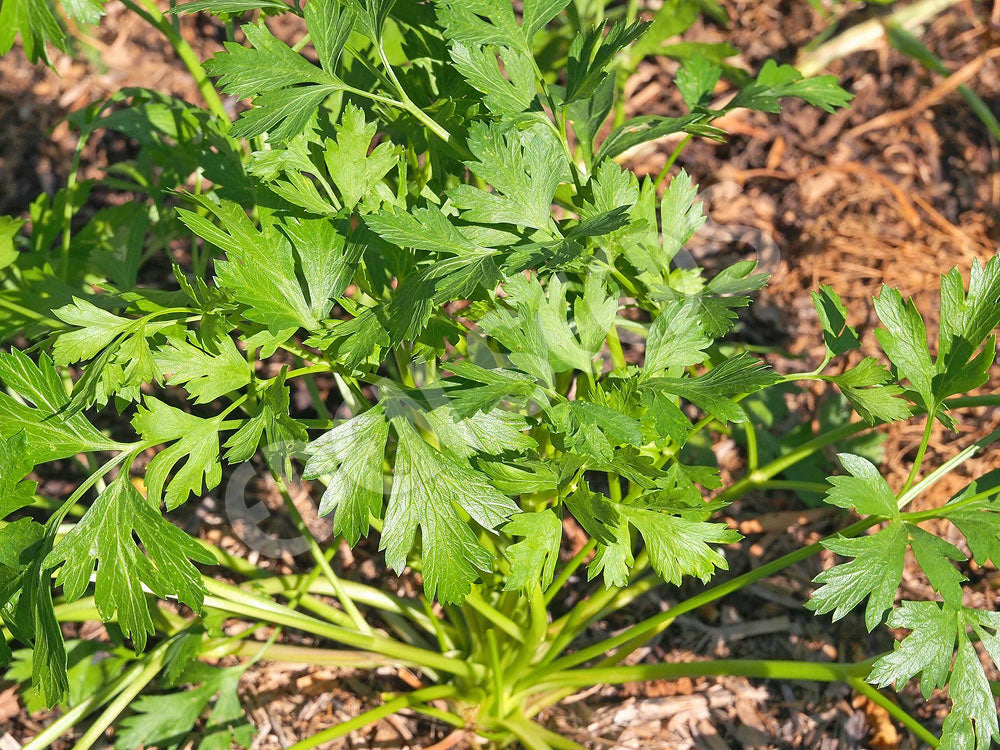 Parsley Italian Seeds