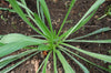 Plantain Seeds