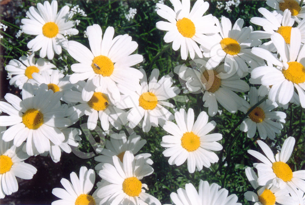 Pyrethrum Seeds