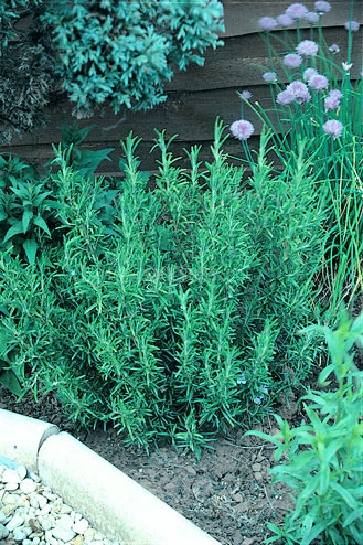 Rosemary Organic Seeds