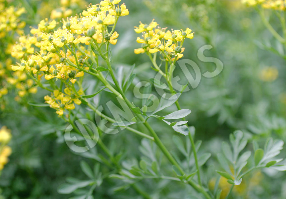 Rue Seeds