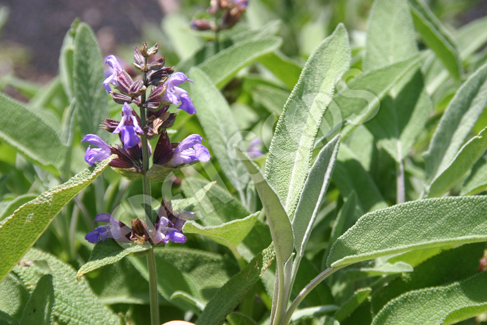 Sage Seeds