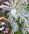 Sage White Seeds