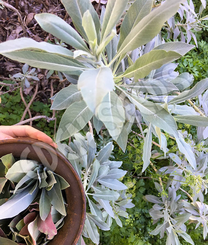 Sage White Seeds