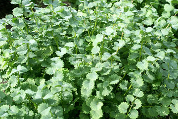Burnet Seeds