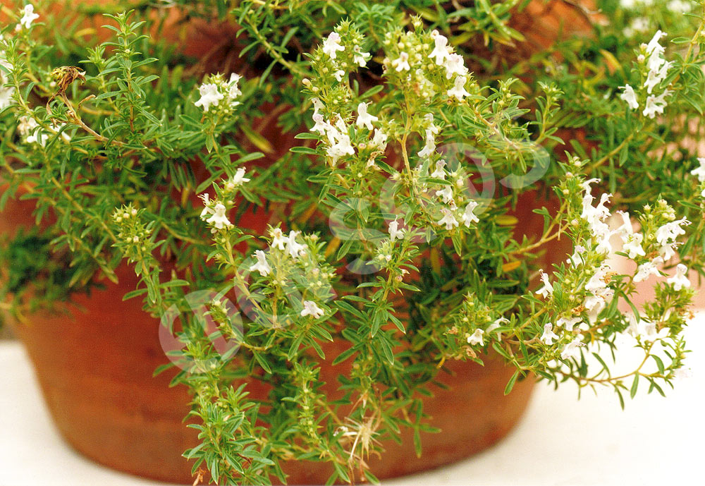 Savory Winter Seeds