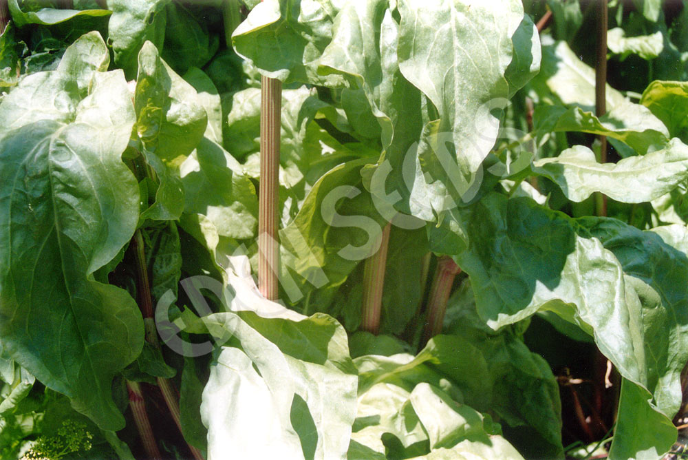 Sorrel Garden Seeds