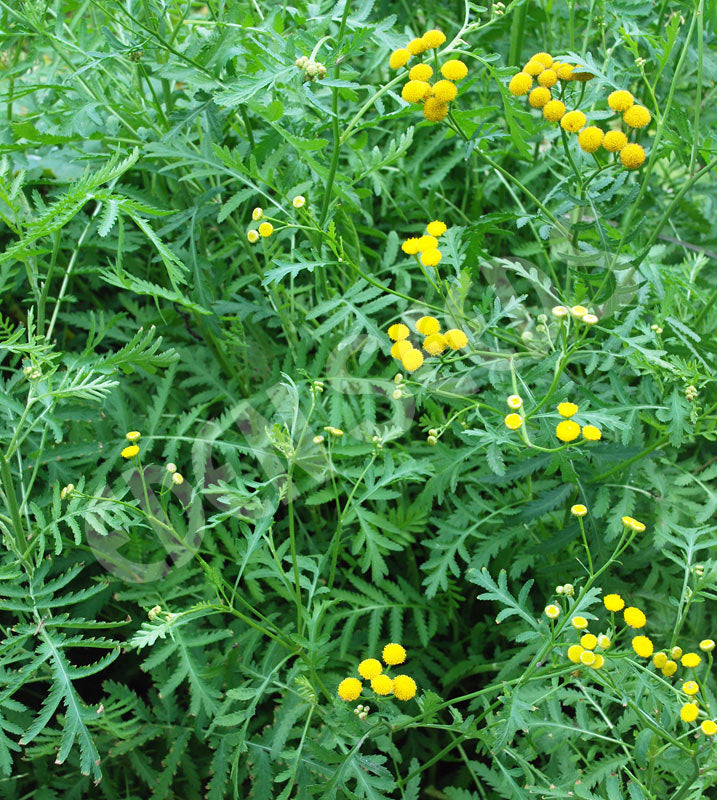 Tansy Seeds