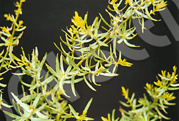 Tarragon Seeds