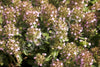 Thyme Wild Seeds