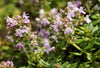 Thyme Broadleaved Seeds