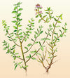 Thyme Ayelet Organic  Seeds
