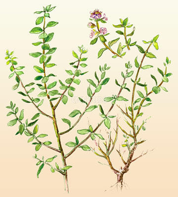 Thyme Ayelet Organic Seeds