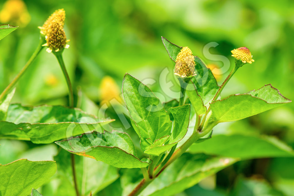 Toothache Plant Seeds