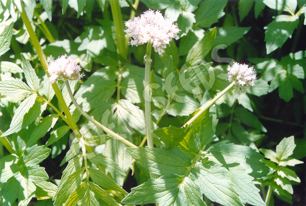 Valerian Seeds