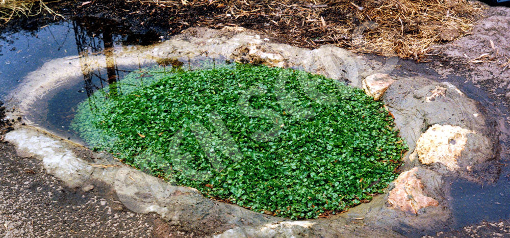 Watercress Seeds