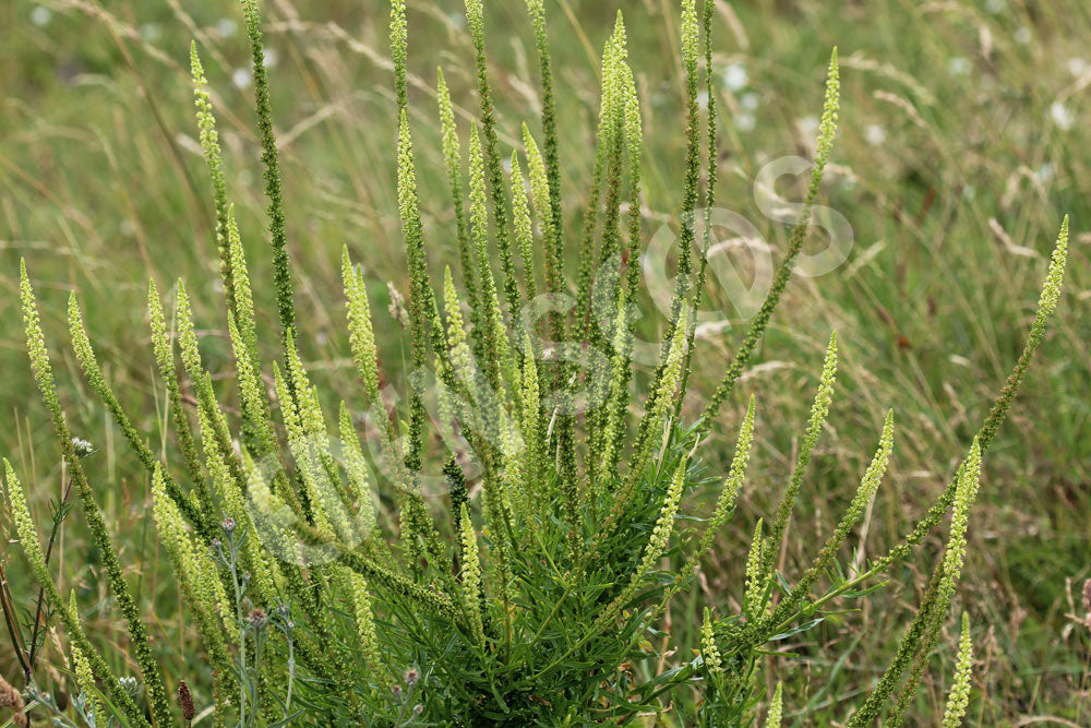 Weld Seeds
