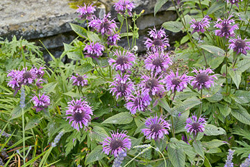Bergamot Wild Seeds