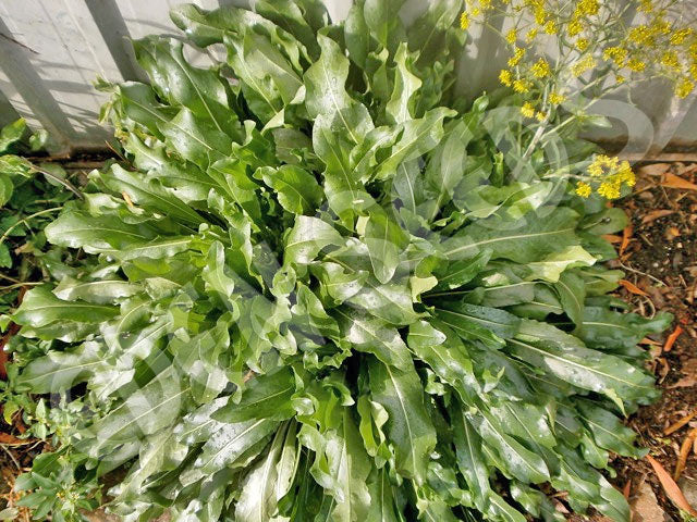 Woad Seeds