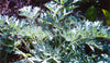 Wormwood Seeds