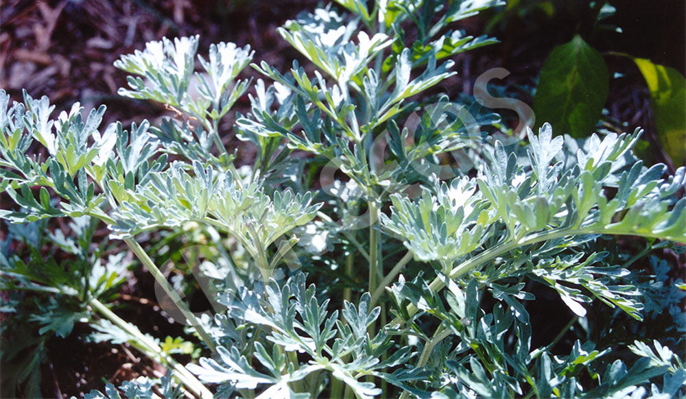 Wormwood Seeds
