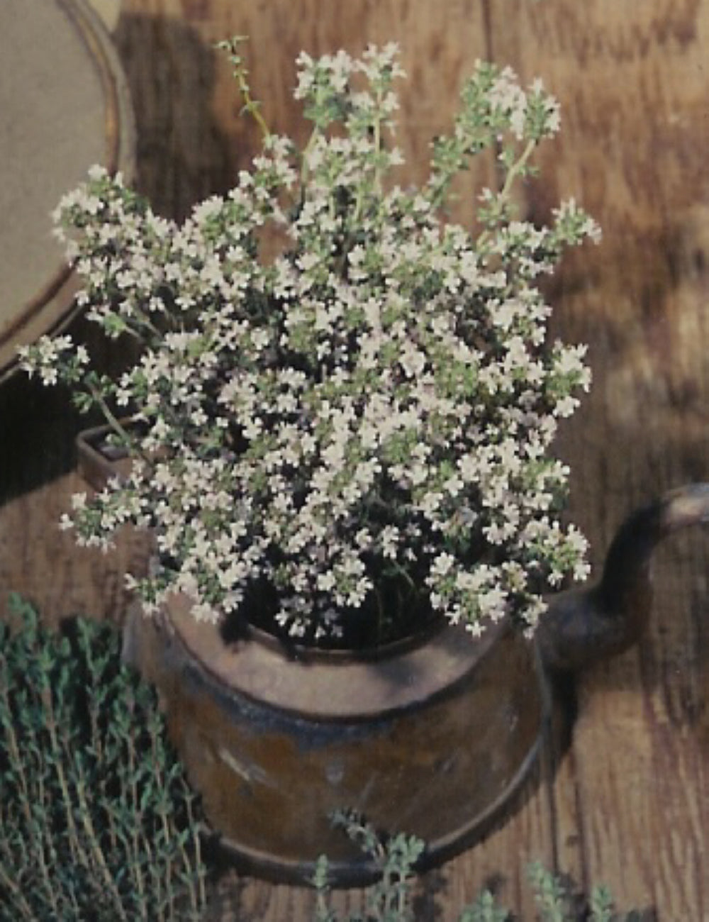 Thyme Seeds