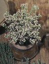 Thyme Organic Seeds
