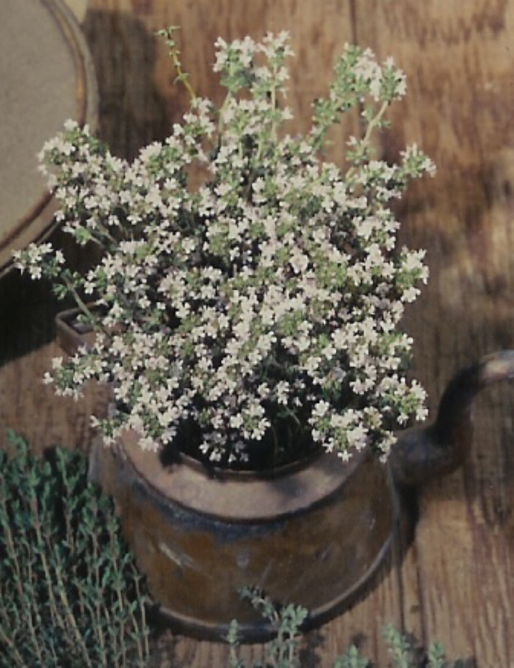 Thyme Organic Seeds