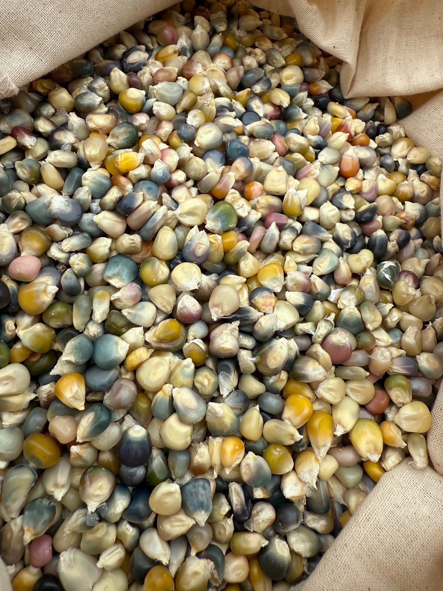 Corn Popcorn Glass Gem Organic Seeds