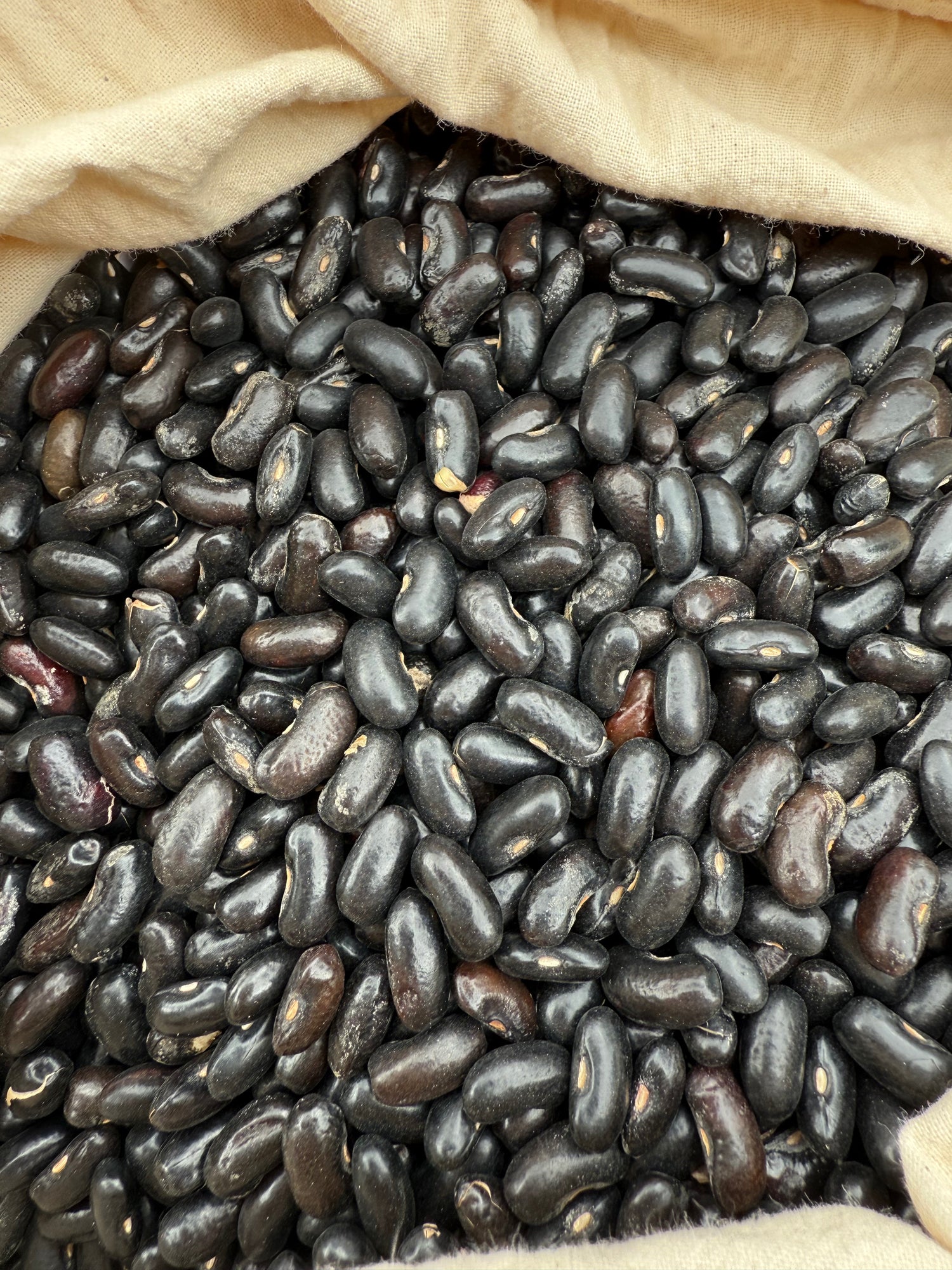 Bean Bush Black Valentine Organic Seeds