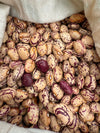 Bean Bush Speckled Cranberry Organic Seeds