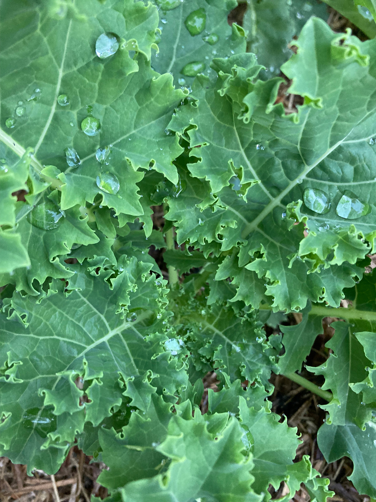 Kale Scotch Seeds