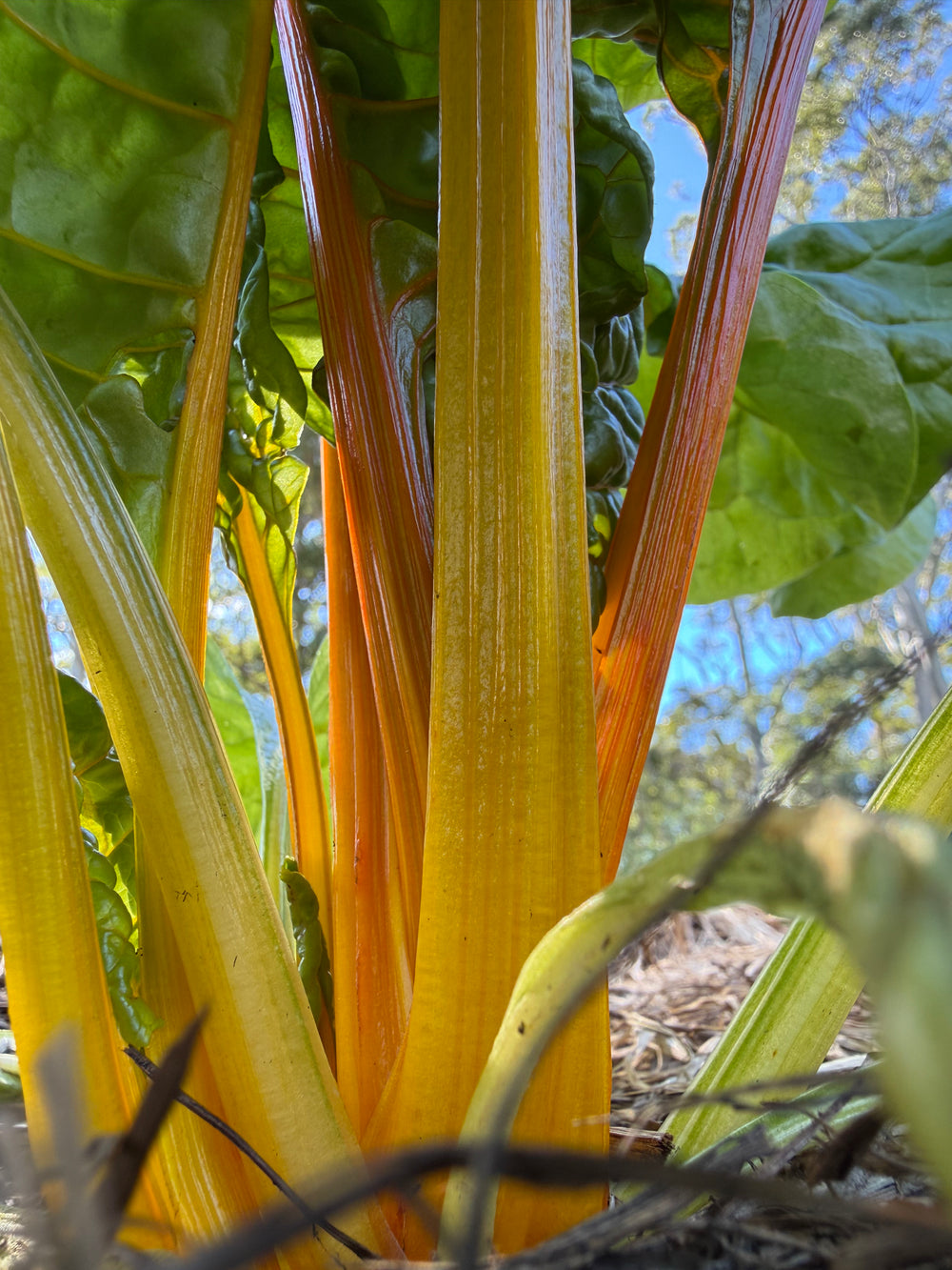 Silverbeet Eldorado Seeds