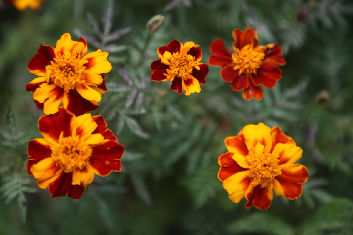 Marigold French Sparky Seeds